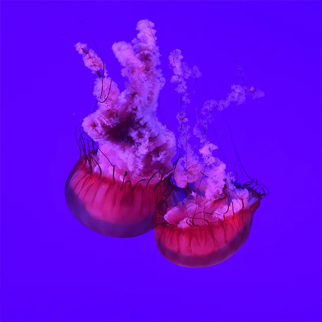 C7.APP